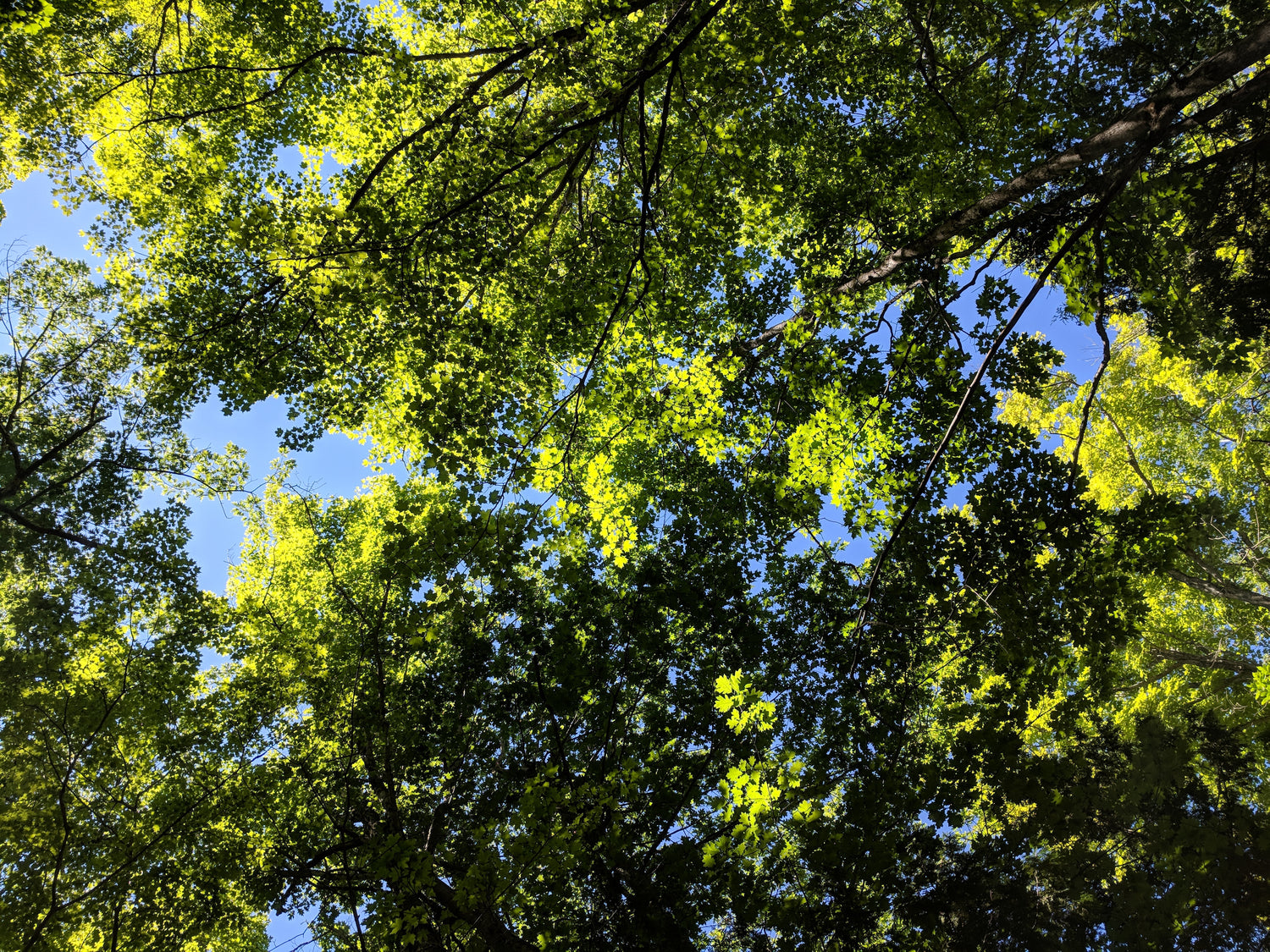 forest canopy overhead